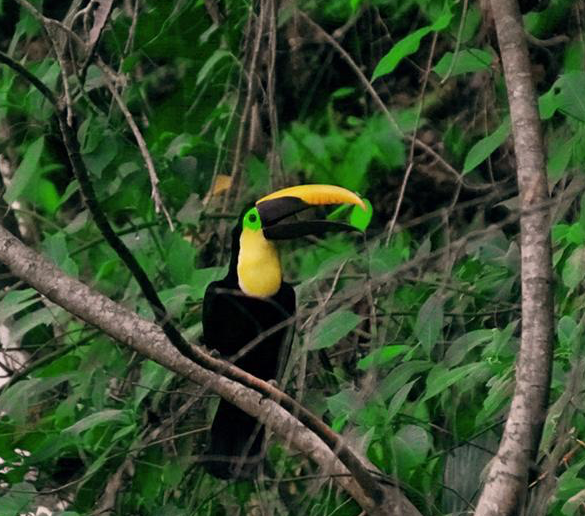 costarica-bird