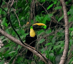 costarica-bird