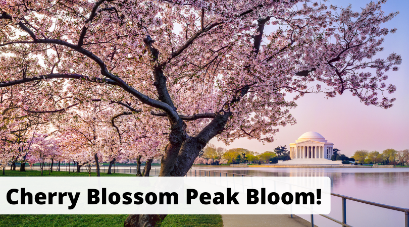 Attend the Legislative Conference to See DC's Cherry Blossoms